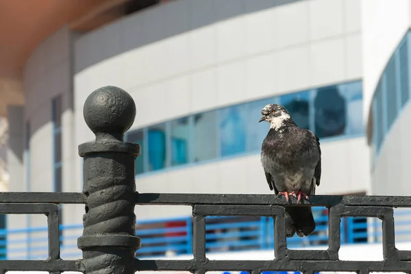 Yaşlı tüylü bir güvercin yazın bir çitin üzerinde oturur.