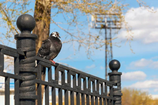 Yaşlı tüylü bir güvercin, yazın mavi gökyüzüne karşı parktaki çitin üzerinde oturur.
