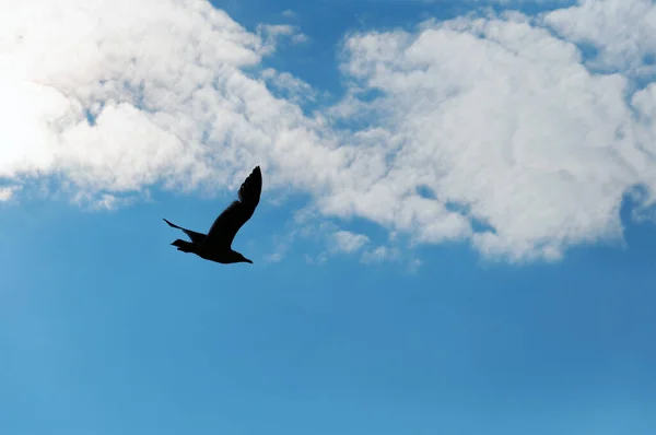 Bir martı mavi bulutlu gökyüzünün arka planında uçar.
