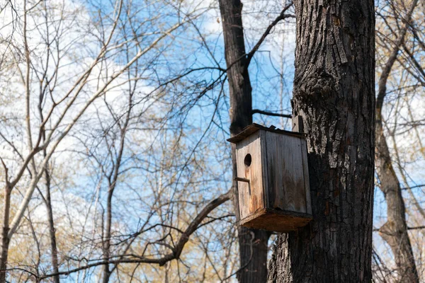 An old wooden birdhouse on a tree against a background of branches and blue sky — Stock Photo, Image