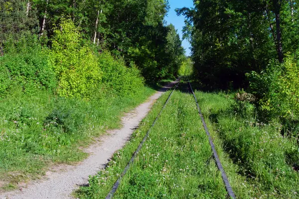 Yeşil bir ormana doğru uzanan eski çimenli bir demiryolu.