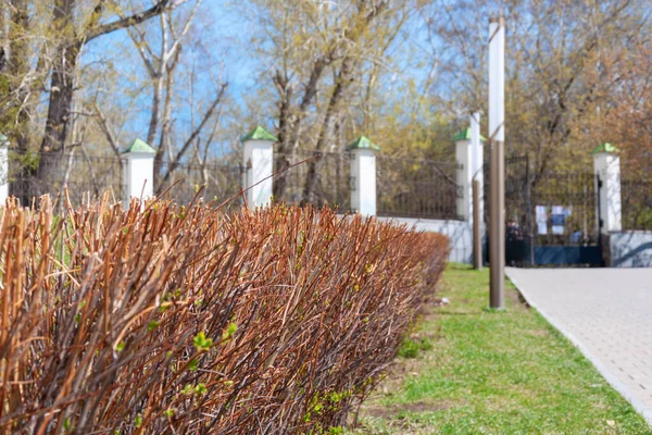 Parkta yaprakları olmayan çalıları budadım. Seçici odak