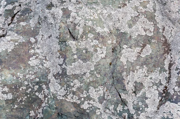 Beyaz bir mantarla kaplı eski gri çatlak bir taş. Arkaplan veya doku için