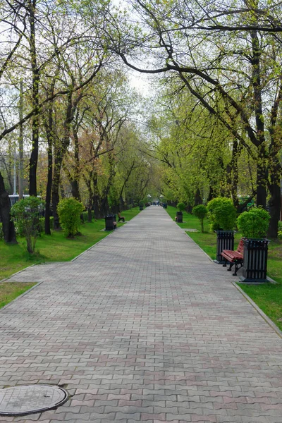 Une ruelle verte en ville. Des bancs vides. Été, jour — Photo