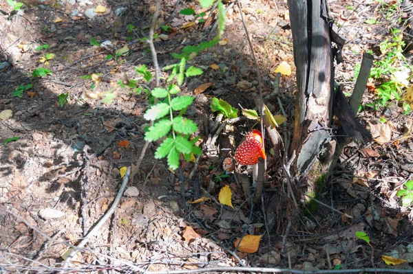 Kırmızı başlıklı ve beyaz benekli zehirli mantarlar bir ağacın altında yetişir.