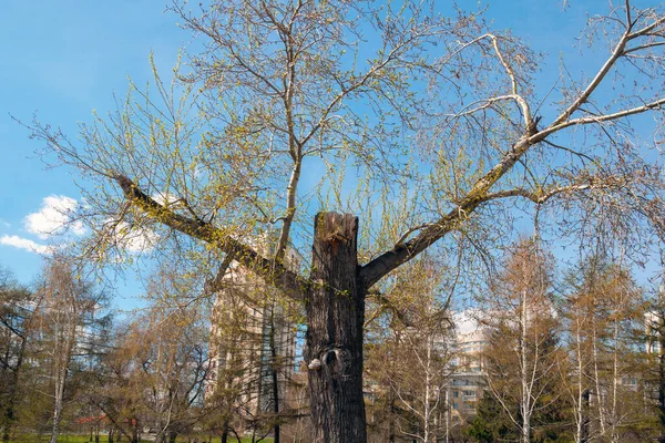 Yükselmiş kollar gibi dalları olan tuhaf bir ağaç.