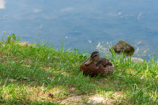 Eine braune Ente sitzt auf einer Lichtung am See im grünen Gras und ruht sich aus. Sommer, Tag — Stockfoto