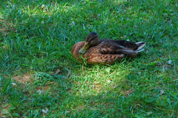 Kahverengi bir ördek yeşil çimenlerdeki bir açıklığa oturmuş dinleniyor. Yaz, gün
