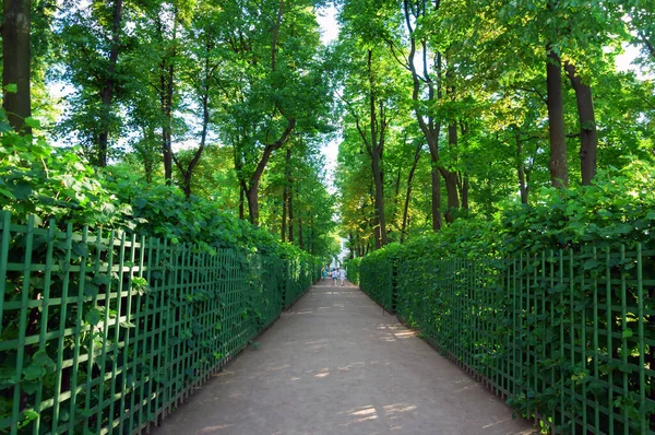 Çitli bir parkta yeşil bir sokak. Yaz. Gün