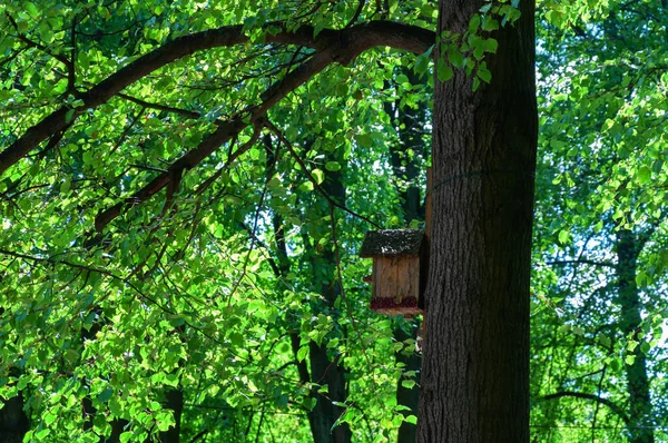 Ağaçta eski ahşap bir kuş evi, yeşil yapraklı bir arka plana karşı