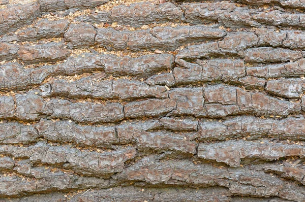 Ağaç kabuğu yakın plan. Kahverengi çam kabuğu arka planı