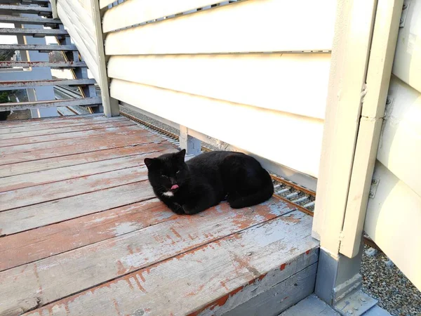 Hermosa Casa Blanca Gato Negro Sentado Una Escalera Madera —  Fotos de Stock