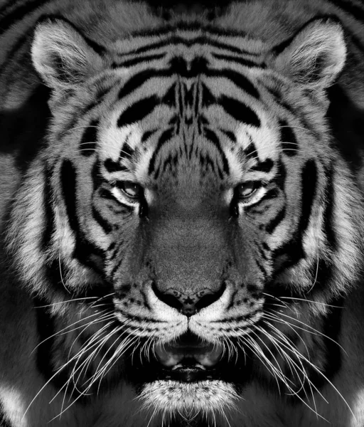 Portrait de tigre sibérien en noir et blanc avec un contraste élevé — Photo