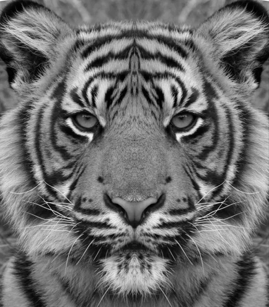 Portrait de tigre sibérien en noir et blanc avec un contraste élevé — Photo