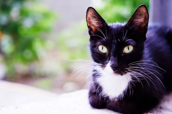 Retrato de um gato bonito preto e branco no quintal. — Fotografia de Stock