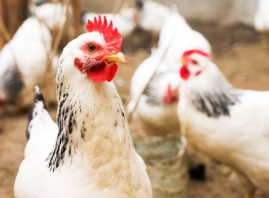 Darı ahşap yalak üzerinden yemek yerli beyaz, siyah ve kahverengi tavuk.