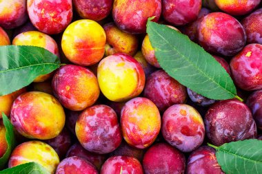 Tezgahta satılık kırmızı ve sarı erikler. Sağlıklı beslenme kavramı.