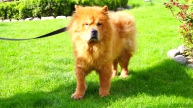 Sevimli ve konsantre kırmızı Chow Chow köpeği bahçede dinleniyor.