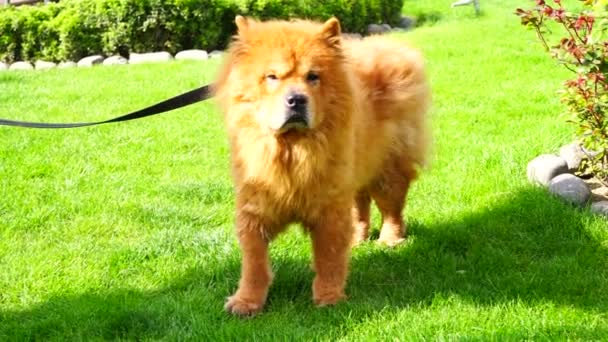 Precioso lindo y concentrado rojo Chow Chow perro relajante en el patio — Vídeo de stock
