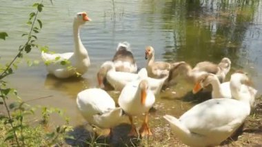 Mallard Ördekleri ve Kaz Gölü 'nde yüzüyor Ördek Ailesi yeşil suyla gölde yüzüyor.