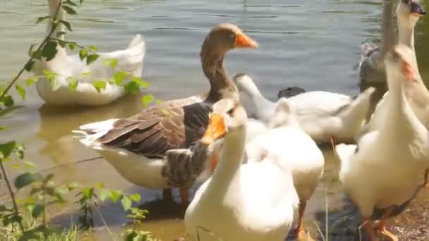 Маллард Дакс і Гус плавають в озері разом з качками, що плавають в озері з зеленою водою.. — стокове відео