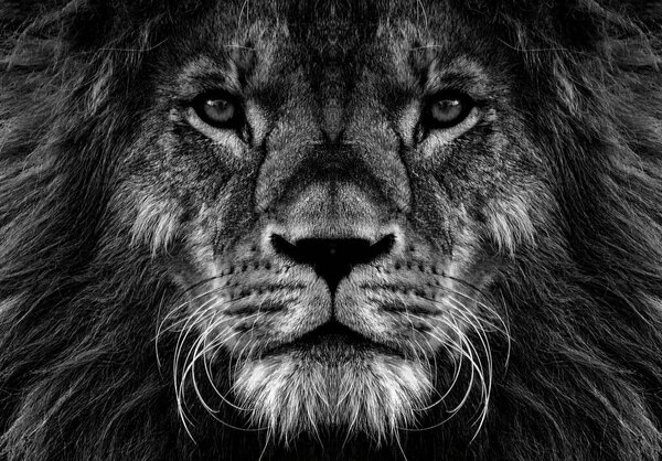 Portrait of beautiful African lionin black and white.