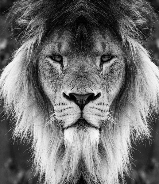 Portrait Beautiful African Lionin Black White — Stock Photo, Image