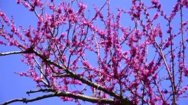 Koyu kiraz ve leylak çiçekli ahşap