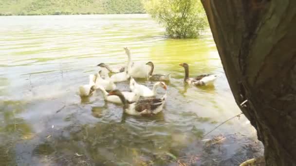 Stockenten und Gänse schwimmen im See Entenfamilie schwimmt im See mit grünem Wasser. — Stockvideo