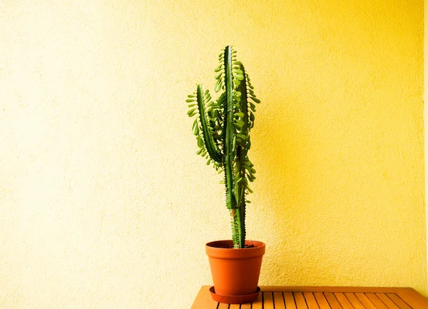 Cactus Bruine Pot Moeite Waard Tafel Hebben Gele Muur — Stockfoto
