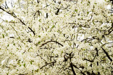 Erik çiçeği ile beyaz çiçek demetleri