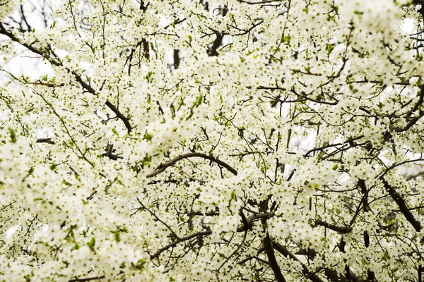 Цветущие Сливы Белыми Цветами — стоковое фото