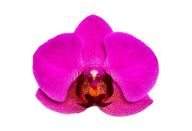 Beyaz arka planda büyük mor orkide izole edilmiş. Leylak Cattleya çiçeği. Bud bitkisi. Cattleya orkidesi Blc Zafer Töreni Seto Cattleyas, Vandas, Dendrobium çiçek açtı.