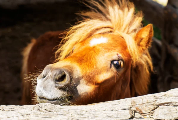 Close up portrait of a brown pony with a blonde mane standing in a barn stall with hay on the ground, nose and face of a brown pony, wooden shelter at farm, old barn, wooden logs, pony horse at zoo.