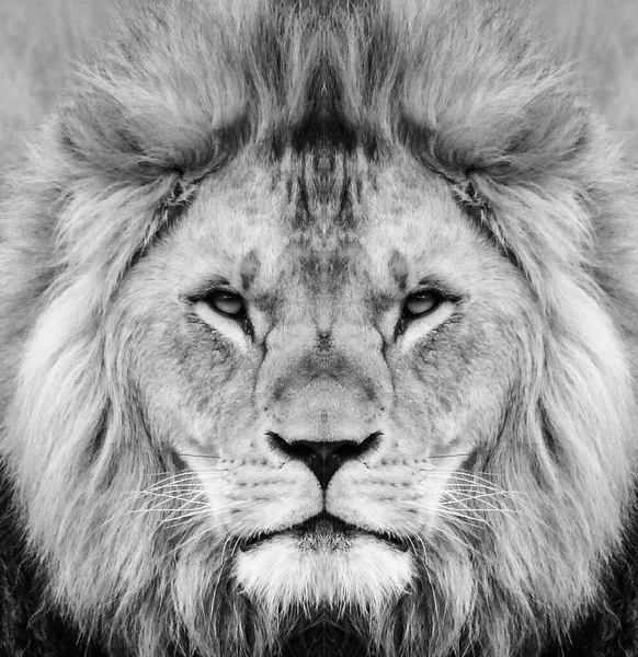 Portrait Beautiful African Lion Black White — Stock Photo, Image