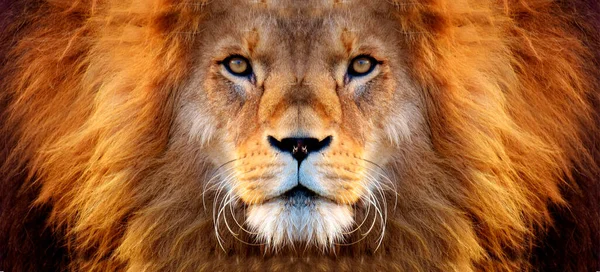 Güzel bir Afrika aslanının renkli portresi kameraya bakıyor.,