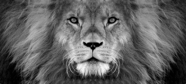 Portrait Beau Lion Africain Noir Blanc Photo De Stock