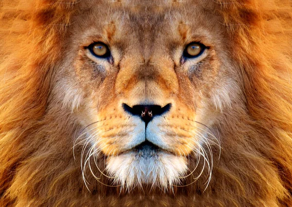 Güzel Bir Afrika Aslanının Renkli Portresi Kameraya Bakıyor Telifsiz Stok Imajlar