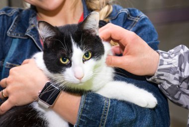 Yeşil gözlü, çizgili bir kedi yavrusunu tutan kadınların ellerini kapatın..