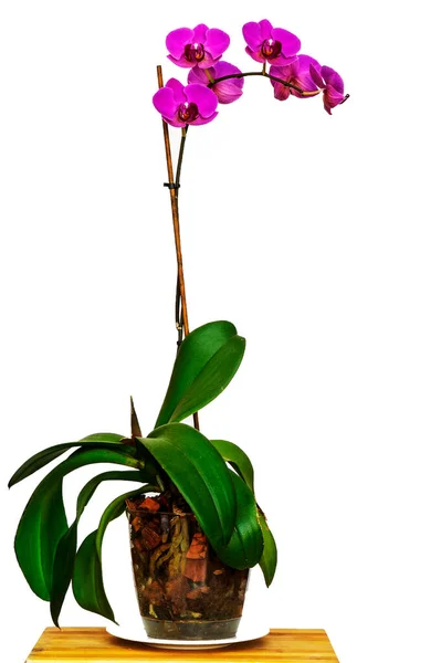 Branch Lilac Orchids White Background — Fotografia de Stock