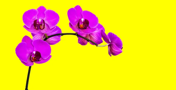 Branche Des Orchidées Lilas Sur Fond Jaune — Photo