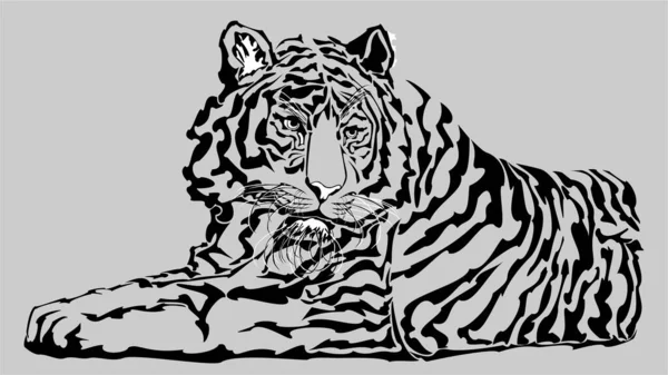 Kaplan yerde yatıyor, sağa bakıyor.