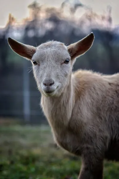 Pâturage Chèvre Dans Prairie — Photo