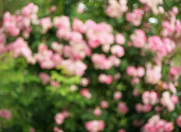 Arka plan için yumuşak bir şekilde yapılmış bulanık çiçekler. Güller. Bulanık biçimi.