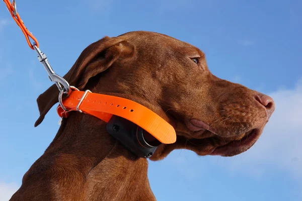 The head of vyzsla dog on the blu sky and orange collar — Stock Photo, Image