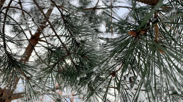 Christmas Tree Green Needles Frost All Snow Ice — Foto Stock