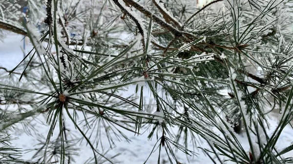 Christmas Tree Green Needles Frost All Snow Ice — Foto Stock