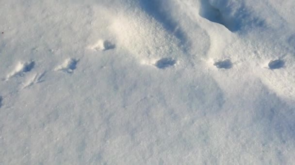雪の中で動物の足跡 森の鳥や野生動物は雪の中で足跡を残した — ストック動画