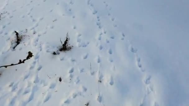 Zvířecí Stopy Sněhu Lesní Ptáci Divoká Zvířata Zanechali Své Stopy — Stock video