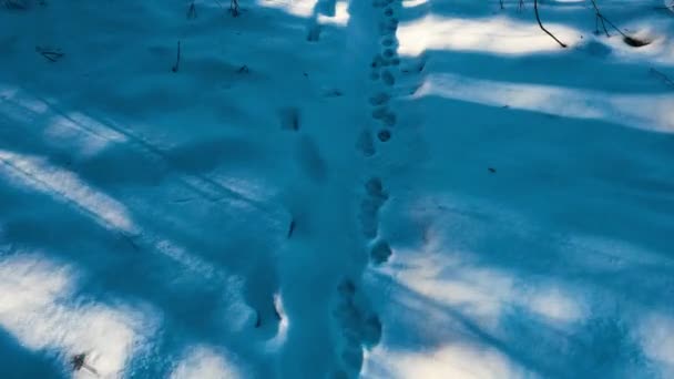 Dierlijke Voetafdrukken Sneeuw Bosvogels Wilde Dieren Lieten Hun Voetafdrukken Achter — Stockvideo